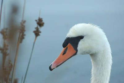 Close-up of swan