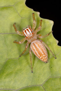 Close-up of spider