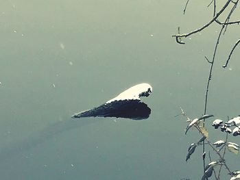 Close-up of bird swimming on lake