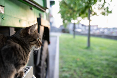 Close-up of cat