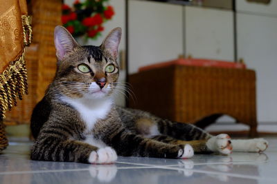 Close-up portrait of cat