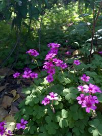 Close-up of pink flowers