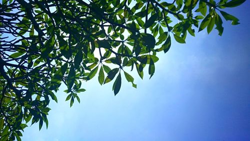 Low angle view of tree against clear blue sky