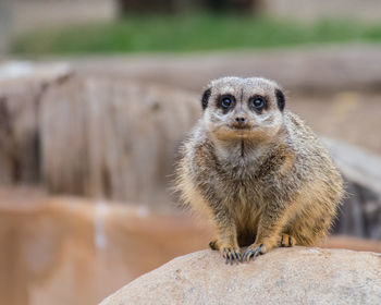 Close-up portrait of an animal