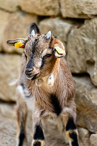 Close-up of an animal looking away