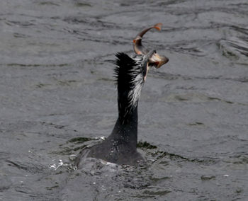 Bird in a lake