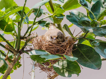 View of bird in nest