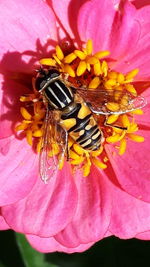 Close-up of bee on pink flower