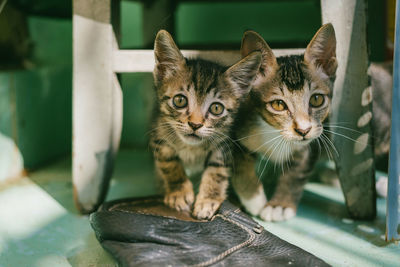 Close-up portrait of tabby cats