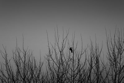 Silhouette bird on tree against sky