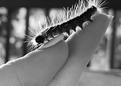 Close-up of hand holding caterpillar