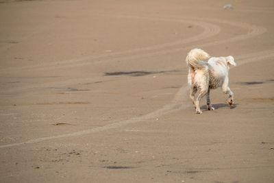 Dog running on sand