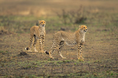 Cheetah walking on field