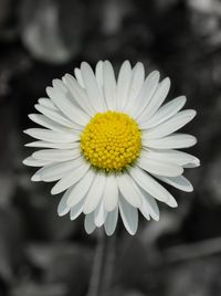 Close-up of white daisy