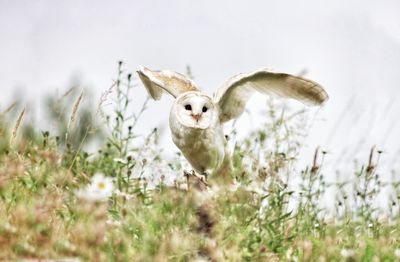 Barn owl on a field