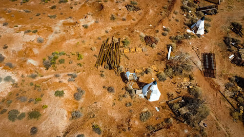 High angle view of birds on rock