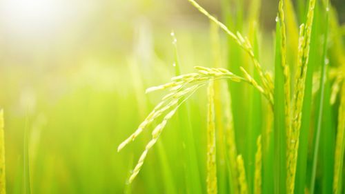Close-up of paddy or rice growing on field