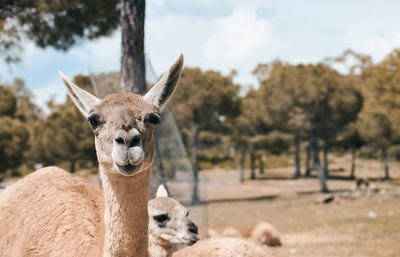 Animal lama looking at camera and laughing