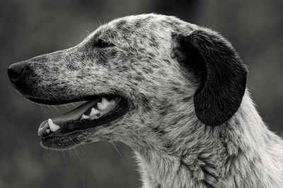 Close-up of dog outdoors