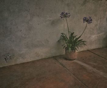 Plants growing on wall