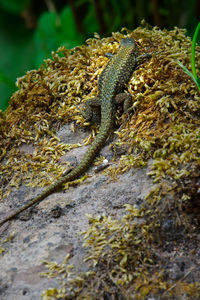 Close-up of lizard on rock