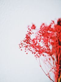 Close-up of red flowering plant against white background
