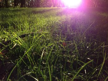 Sun shining through grassy field