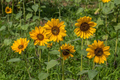 Close-up of yellow flowers on field