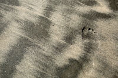 High angle view of bird on sand