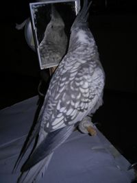 Close-up of bird against black background