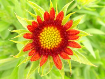 Close-up of red flowers