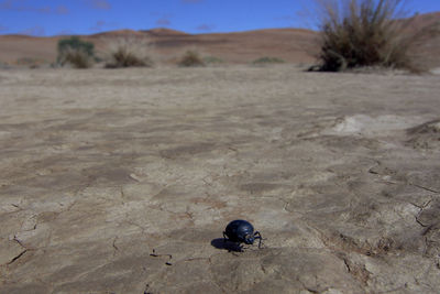 Beetle barren field