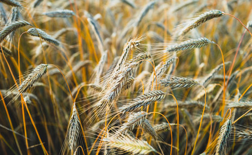 Close-up of barley growing on field