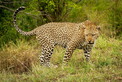 Leopard stands snarling with head held low