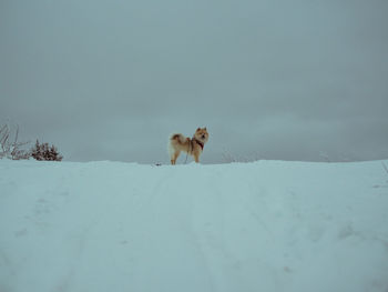 Dog running on snow covered field against clear sky