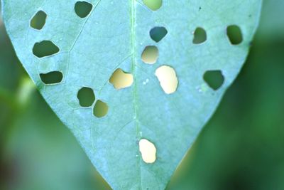 Photo of perforated leaves eaten by caterpillars