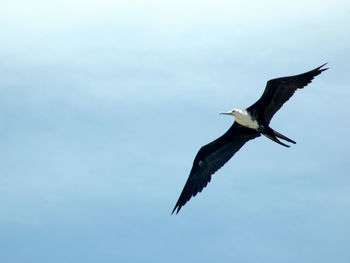 Low angle view of bird flying against sky