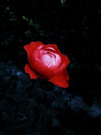 Close-up of red rose blooming outdoors