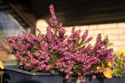 Low angle view of pink flowering plant against building