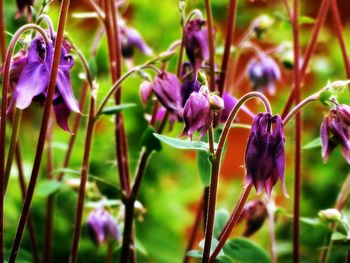 Close-up of purple flowers