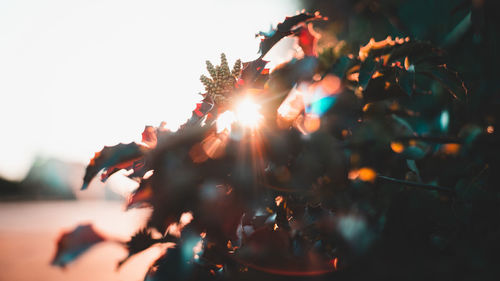 Close-up of people against sky during sunset