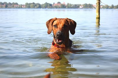 Portrait of dog standing in lake