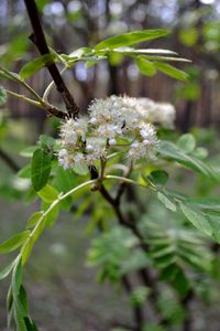 Close-up of white flowers