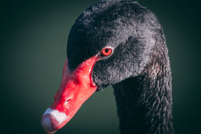 Close-up of swan