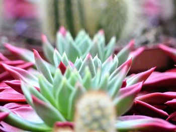 Close-up of pink succulent plant