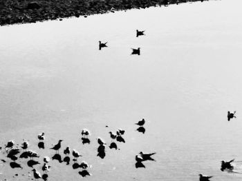 High angle view of birds flying over lake during winter