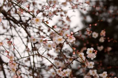 Close-up of cherry blossoms in spring