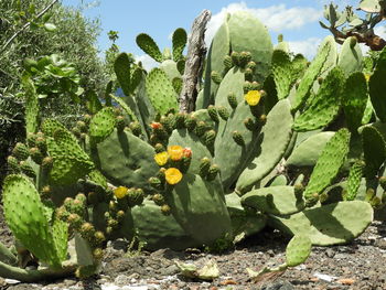 Close-up of succulent plant growing on field