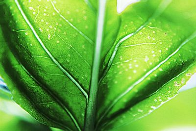 Close-up of wet plant leaves