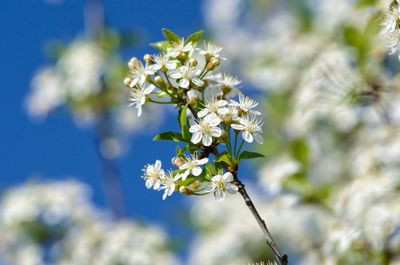 Close-up of white flowering plant